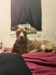 Lost Male Dog last seen Lakebottom park, Columbus, GA 31901