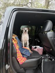 Found/Stray Female Dog last seen Boerne stage road in autumn glen, Boerne, TX 78006