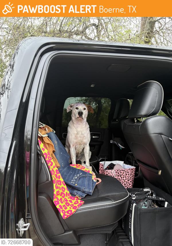 Found/Stray Female Dog last seen Boerne stage road in autumn glen, Boerne, TX 78006