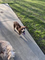 Found/Stray Male Dog last seen Sierra Vista s, Fort Worth, TX 76105