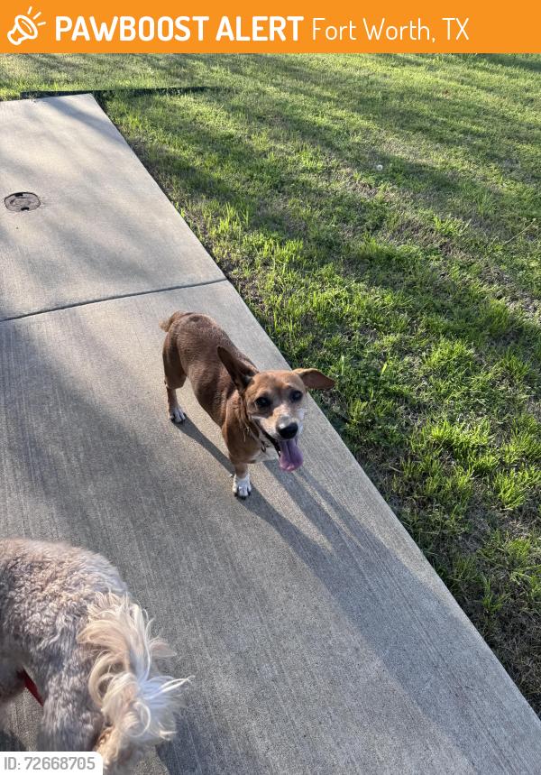 Found/Stray Male Dog last seen Sierra Vista s, Fort Worth, TX 76105