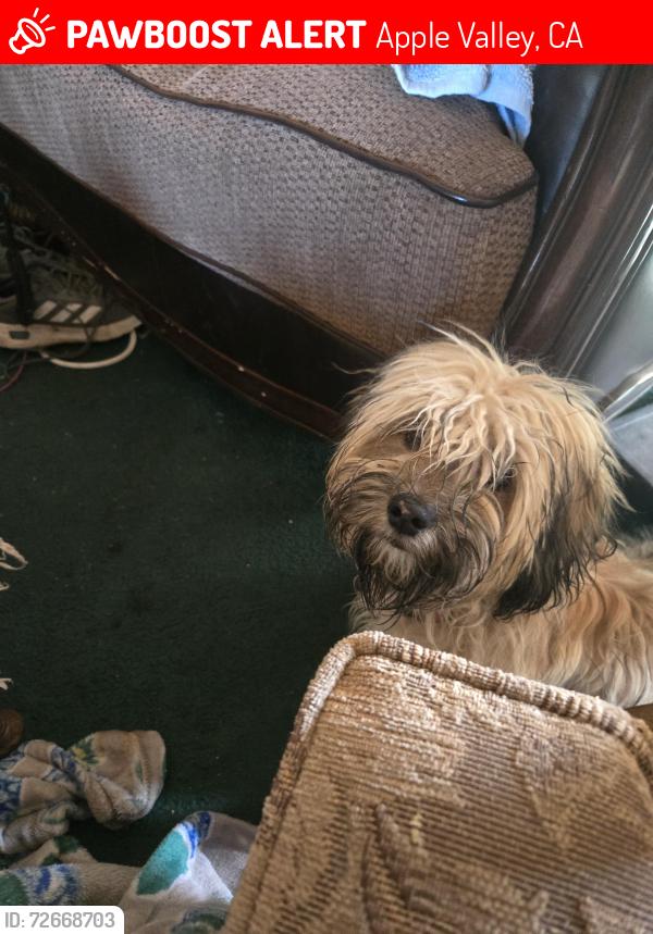 Lost Male Dog last seen Bowen Ranch rd/Corey truck trail., Apple Valley, CA 92308