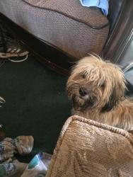 Lost Male Dog last seen Bowen Ranch rd/Corey truck trail., Apple Valley, CA 92308