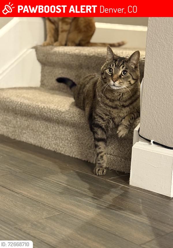 Lost Male Cat last seen E. Mississippi Ave and S willow St, Denver, CO 80247