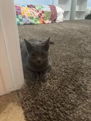 Found/Stray Unknown Cat last seen Woodbridge Lake, Irvine, CA 92604