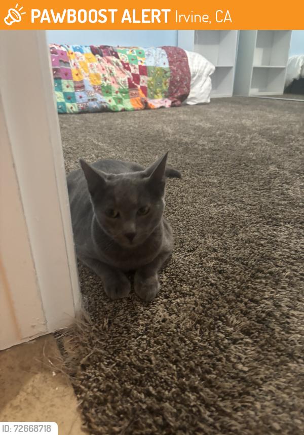 Found/Stray Unknown Cat last seen Woodbridge Lake, Irvine, CA 92604