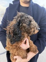 Found/Stray Unknown Dog last seen 31th South Seneca Street, Wichita, KS 67213