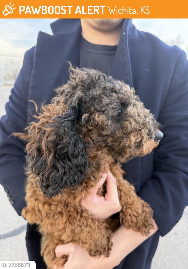 Found/Stray Unknown Dog last seen 31th South Seneca Street, Wichita, KS 67213