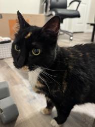 Found/Stray Female Cat last seen South Paloma Creek, Little Elm, TX 75068
