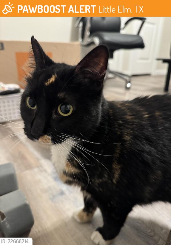 Found/Stray Female Cat last seen South Paloma Creek, Little Elm, TX 75068