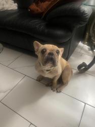 Found/Stray Female Dog last seen Ads Clodine Rd, Houston, TX 77082