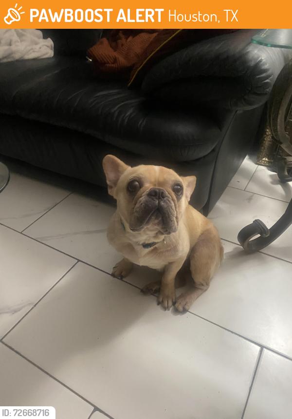Found/Stray Female Dog last seen Ads Clodine Rd, Houston, TX 77082