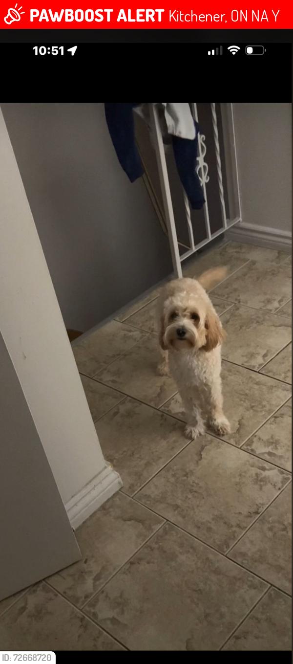 Lost Female Dog last seen Around the FreshCo on Weber st, Kitchener, ON N2A 2Y2
