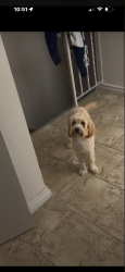Lost Female Dog last seen Around the FreshCo on Weber st, Kitchener, ON N2A 2Y2