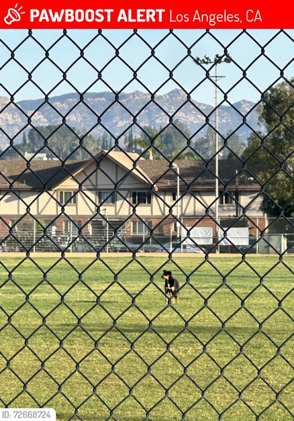 Lost Female Dog last seen In park wandering circling park, Los Angeles, CA 91304