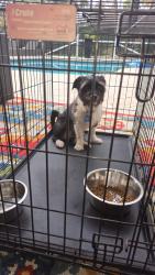 Found/Stray Male Dog last seen Walgreens westview and university , Coral Springs, FL 33076