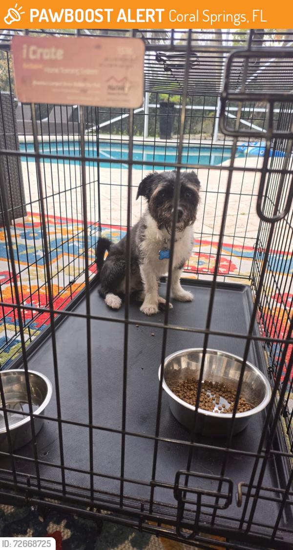 Found/Stray Male Dog last seen Walgreens westview and university , Coral Springs, FL 33076