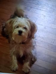Lost Male Dog last seen Fay English woods, Cincinnati, OH 45225