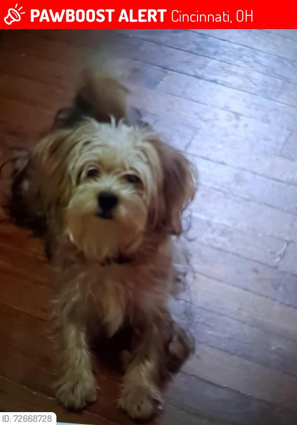 Lost Male Dog last seen Fay English woods, Cincinnati, OH 45225