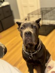 Lost Male Dog last seen NE 36th, Oklahoma City, OK 73111