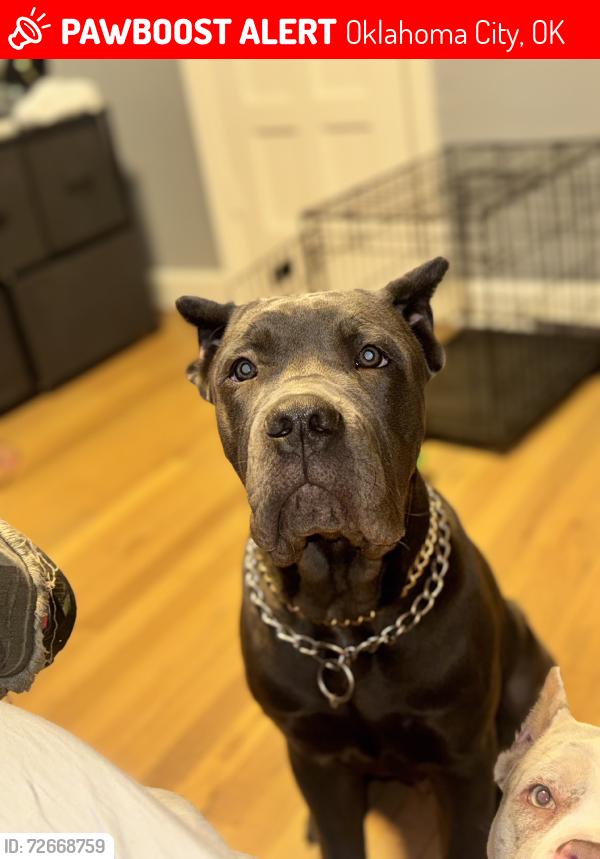 Lost Male Dog last seen NE 36th, Oklahoma City, OK 73111