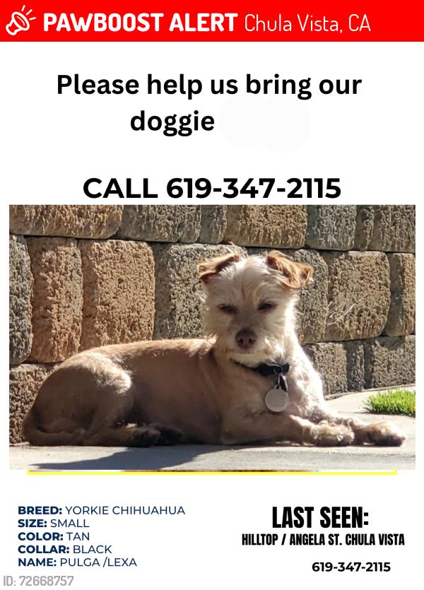 Lost Female Dog last seen Hilltopand Angela, Chula Vista, CA 91911