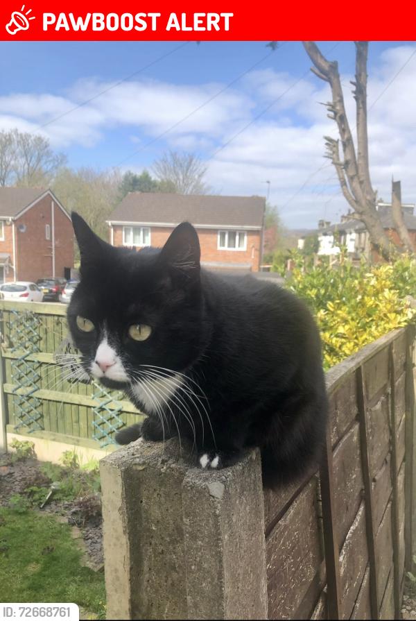Lost Female Cat last seen Belfield lane , Greater Manchester, England OL16