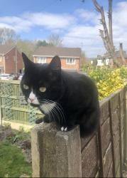 Lost Female Cat last seen Belfield lane , Greater Manchester, England OL16