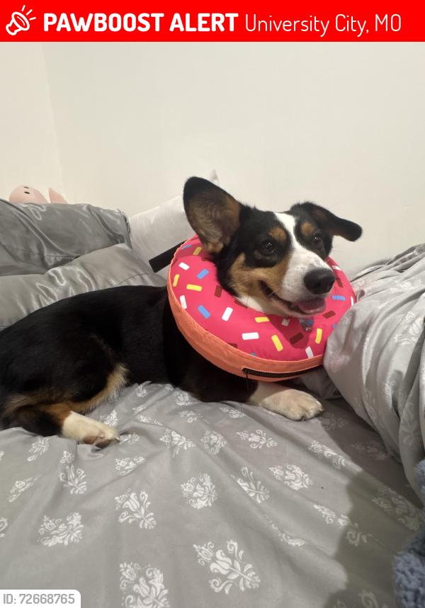 Lost Female Dog last seen Bonhomme Rd and Aylesbury Dr, University City, MO 63130