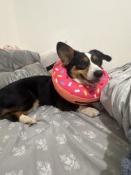 Lost Female Dog last seen Bonhomme Rd and Aylesbury Dr, University City, MO 63130