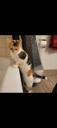 Lost Female Cat last seen Newton cresent , Red Deer, AB T4P