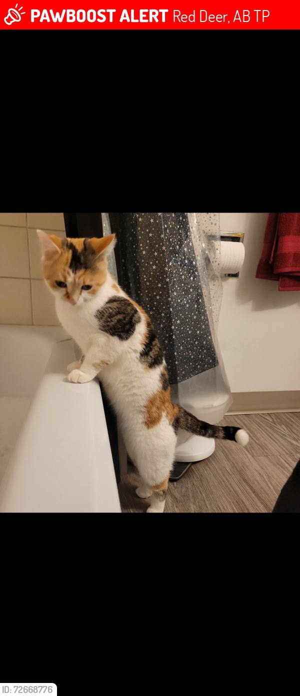 Lost Female Cat last seen Newton cresent , Red Deer, AB T4P