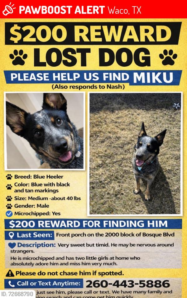 Lost Male Dog last seen 20th street , Waco, TX 76707
