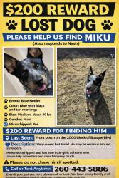 Lost Male Dog last seen 20th street , Waco, TX 76707