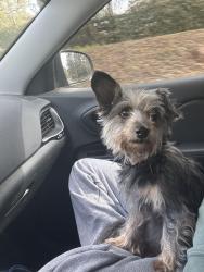 Found/Stray Female Dog last seen Havana Fl Salem Rd, Havana, FL 32333