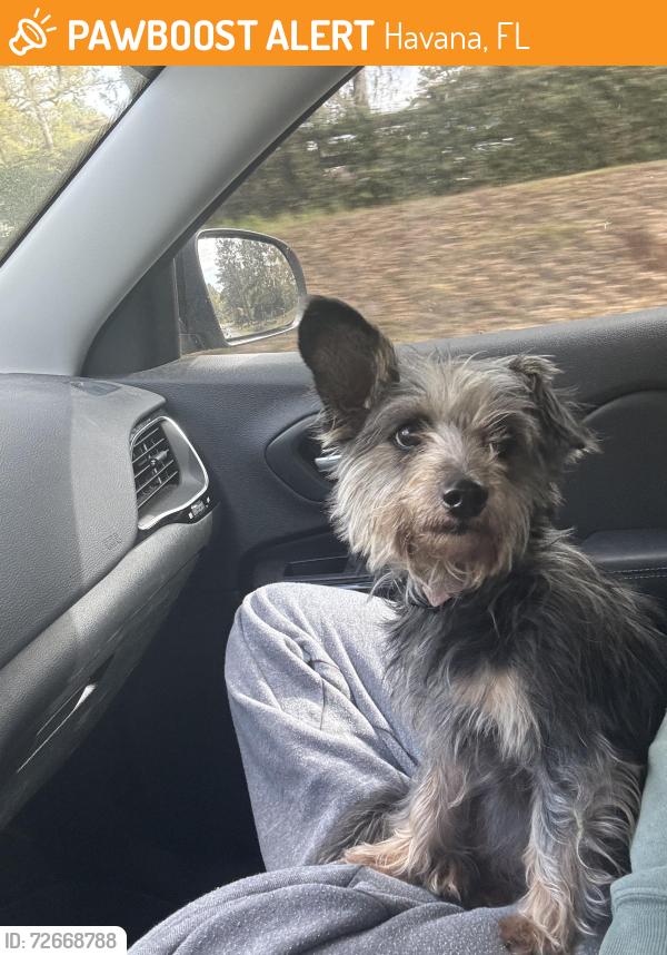 Found/Stray Female Dog last seen Havana Fl Salem Rd, Havana, FL 32333