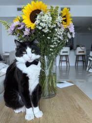 Lost Male Cat last seen 137th Ct & 16th St, 33184, Miami, FL 33184