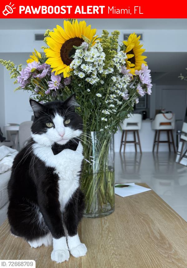 Lost Male Cat last seen 137th Ct & 16th St, 33184, Miami, FL 33184