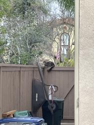 Found/Stray Unknown Cat last seen Santa Olivia, Chula Vista, CA 91913
