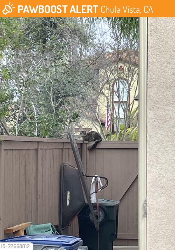 Found/Stray Unknown Cat last seen Santa Olivia, Chula Vista, CA 91913