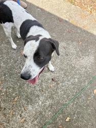 Found/Stray Male Dog last seen Nova rd, Beville, Daytona Beach, FL 32114