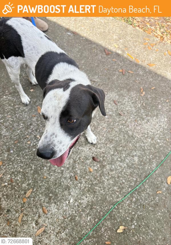 Found/Stray Male Dog last seen Nova rd, Beville, Daytona Beach, FL 32114