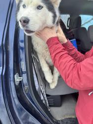 Found/Stray Unknown Dog last seen Hwy 72 and Blue Mountain Drive, Arvada, CO 80403
