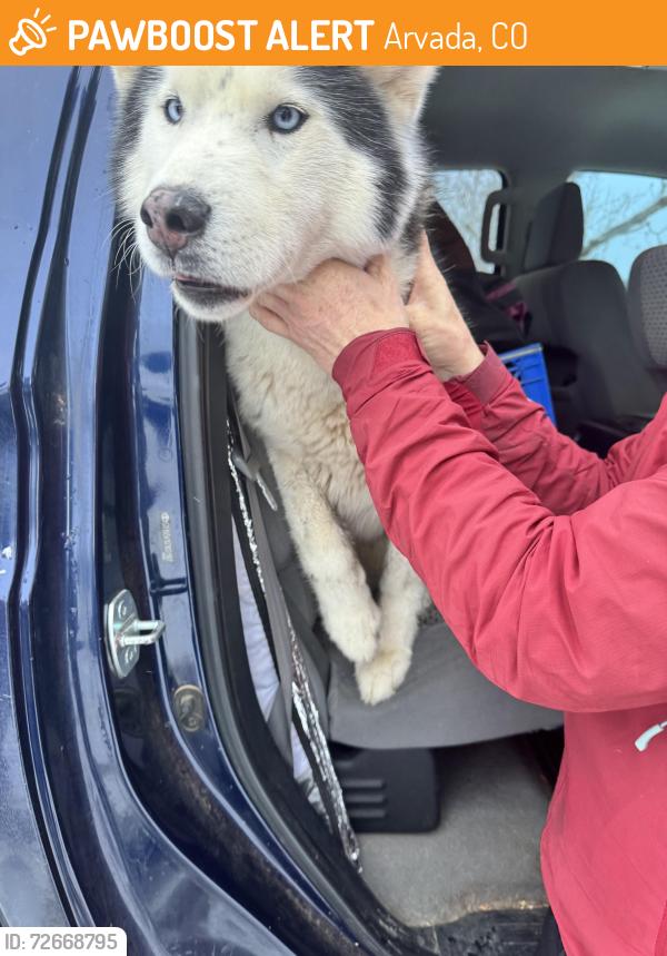 Found/Stray Unknown Dog last seen Hwy 72 and Blue Mountain Drive, Arvada, CO 80403