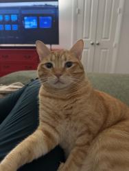 Lost Male Cat last seen Holland court and Punk Carter., Celina, TX 75009