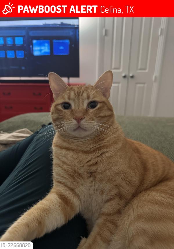 Lost Male Cat last seen Holland court and Punk Carter., Celina, TX 75009