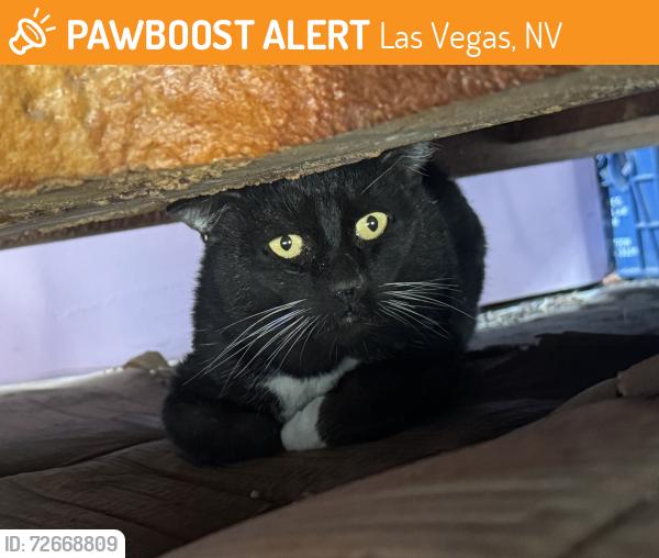 Found/Stray Unknown Cat last seen Near Oakey and Valley View, Las Vegas, NV 89102