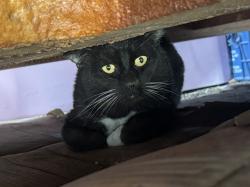 Found/Stray Unknown Cat last seen Near Oakey and Valley View, Las Vegas, NV 89102