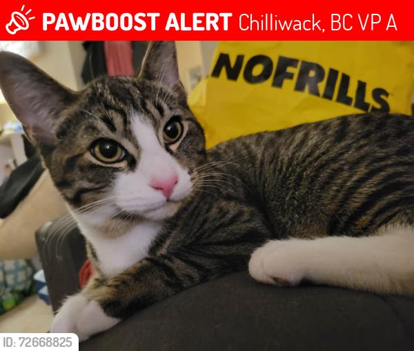 Lost Male Cat last seen Princess an willaims , Chilliwack, BC V2P 2A8