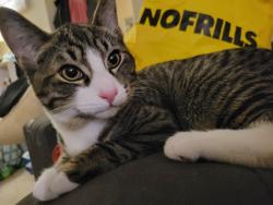Lost Male Cat last seen Princess an willaims , Chilliwack, BC V2P 2A8